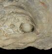 Fossil Oyster With Fossil Pearl - Smoky Hill Chalk, Kansas #38960-1